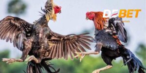 Đá gà cựa sắt debet