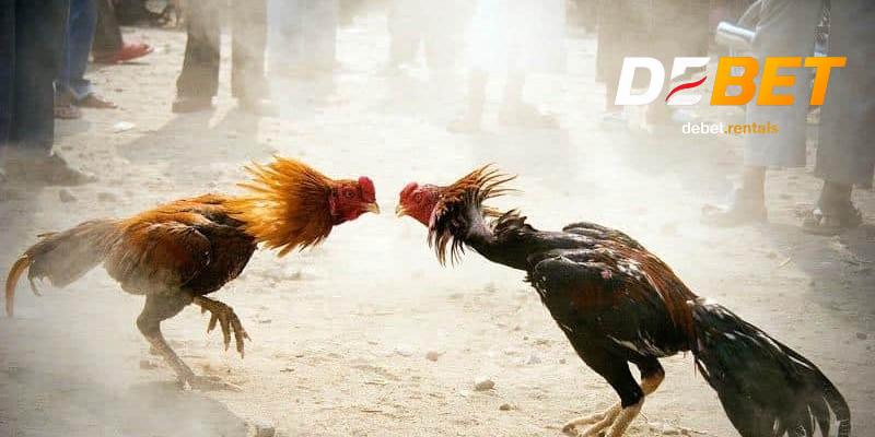 Giới thiệu đá gà thomo