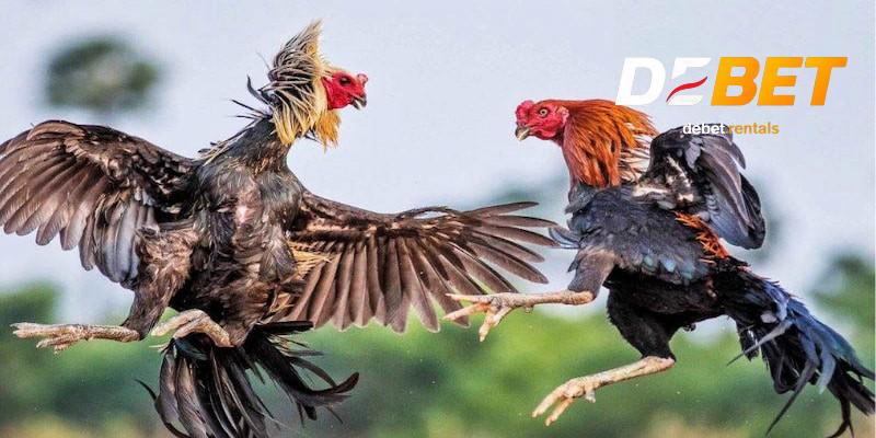Lợi ích khi chơi đá gà DEBET